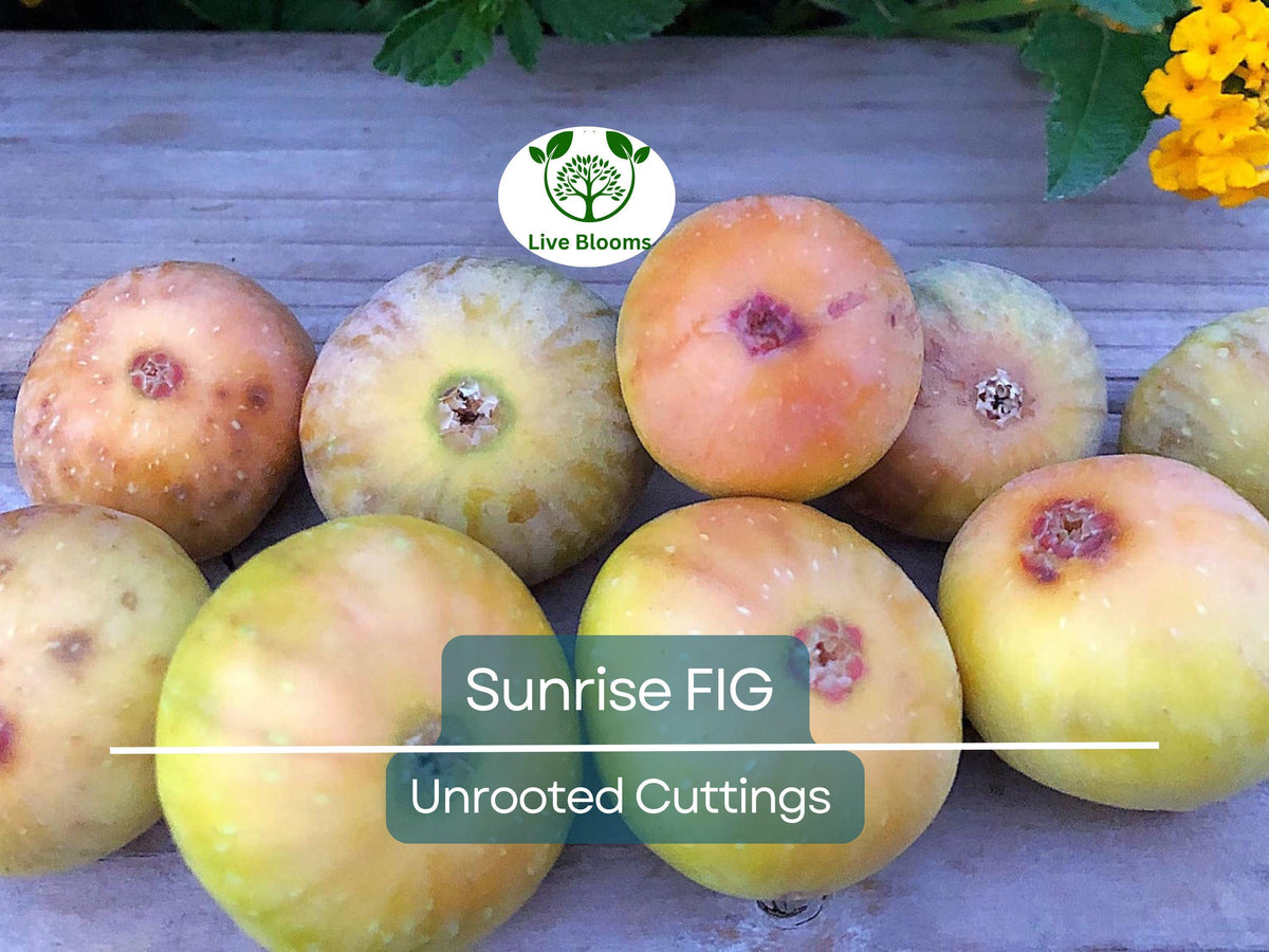 Rooted Sugarcane Plant 8" - Saccharum officinarum, Sweet Juicy Cutting, Ready to Plant, Easy to Grow for Garden or Container