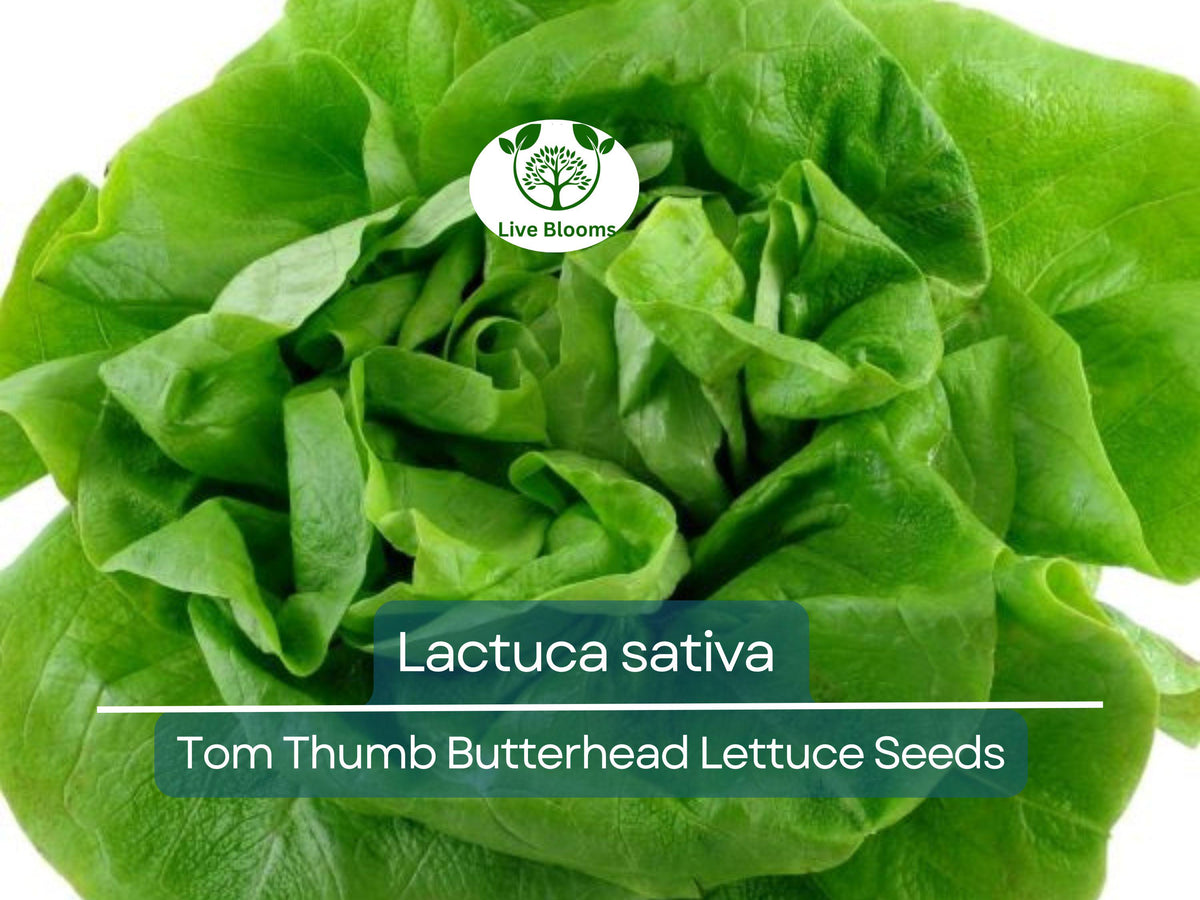 700 Seeds Tom Thumb Butterhead Lettuce - Heirloom Lactuca sativa for Compact Gardens & Fresh Salads