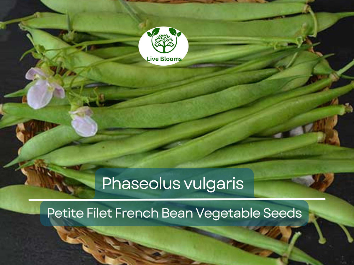 10 Seeds Petite Filet French Bean | Phaseolus vulgaris | Tender Crisp Beans for Gardening & Culinary Use