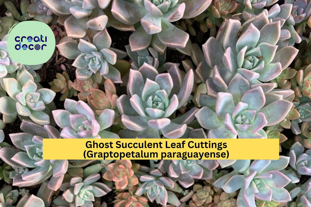 Christmas Cactus Starter Plant - Miss Shimano - Schlumbergera Truncata - Well-Rooted Indoor Cactus for Holiday Decor