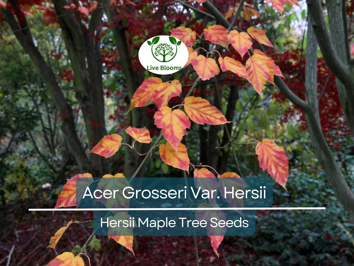 10 Seeds Acer Grosseri Var. Hersii (Hersii Maple) - Rare Hardy Tree Seeds for Bonsai & Landscaping - Unique Foliage