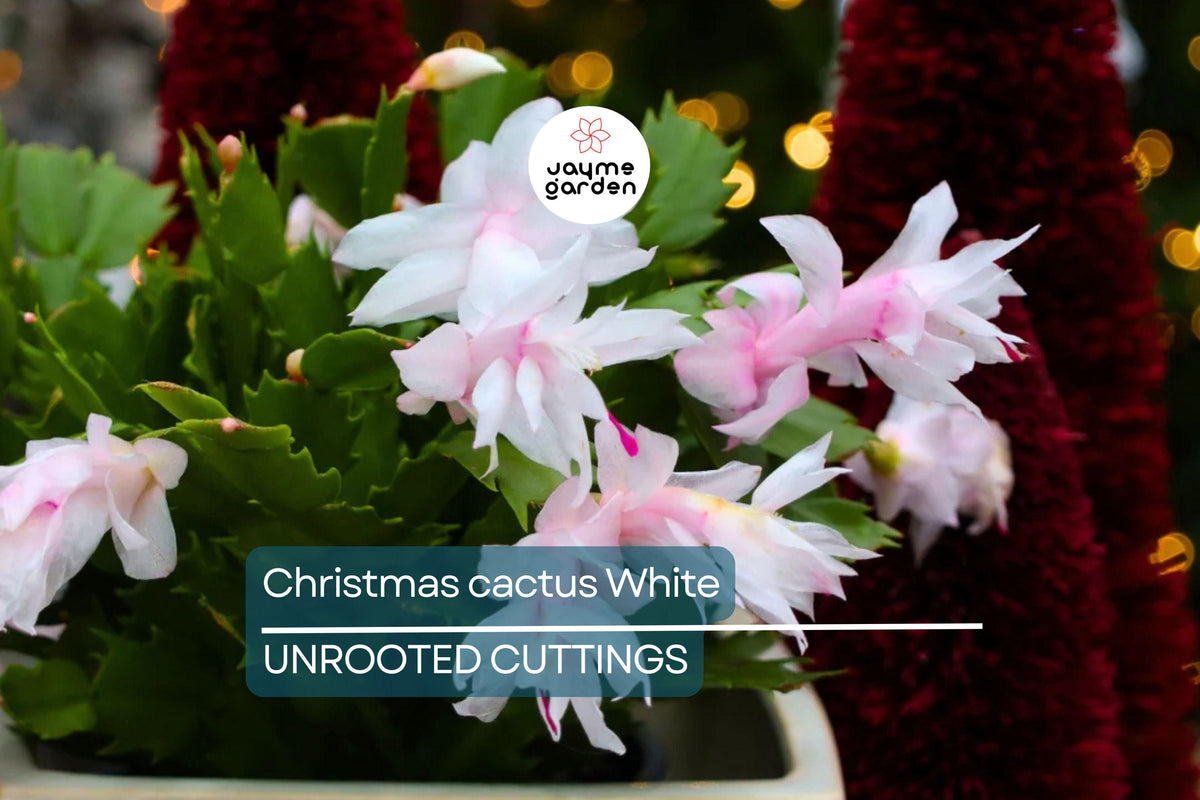Christmas Cactus Starter Plant - Miss Shimano - Schlumbergera Truncata - Well-Rooted Indoor Cactus for Holiday Decor