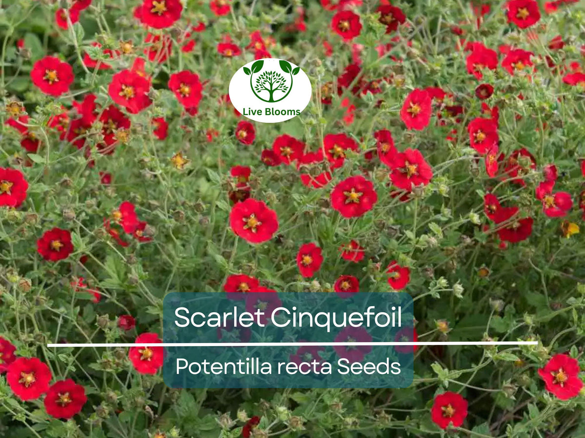 Live Rooted Cuttings - Tithonia Diversifolia - Mexican Sunflower - Fast Growing Pollinator Plant - Organic Herbaceous Perennial