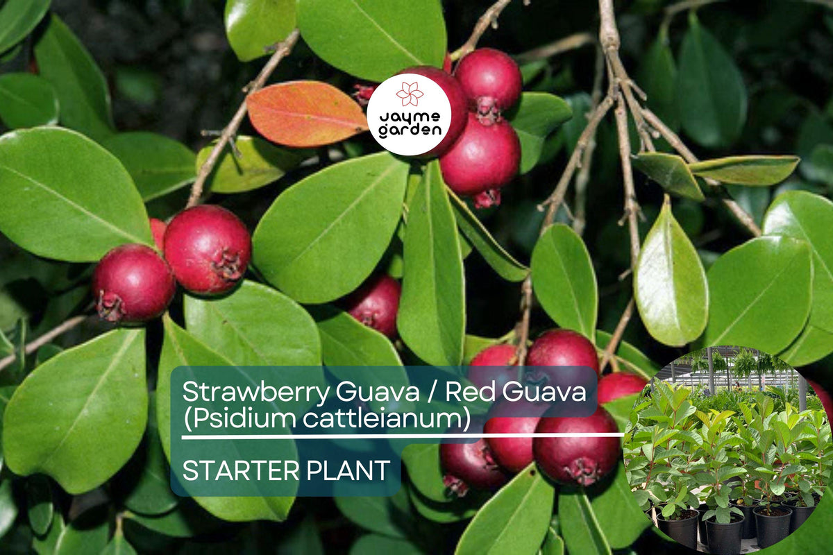 Christmas Cactus Starter Plant - Miss Shimano - Schlumbergera Truncata - Well-Rooted Indoor Cactus for Holiday Decor
