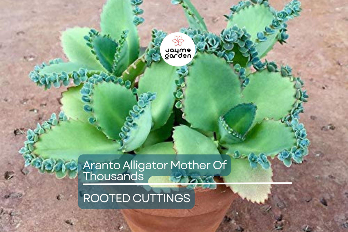 Christmas Cactus Starter Plant - Miss Shimano - Schlumbergera Truncata - Well-Rooted Indoor Cactus for Holiday Decor