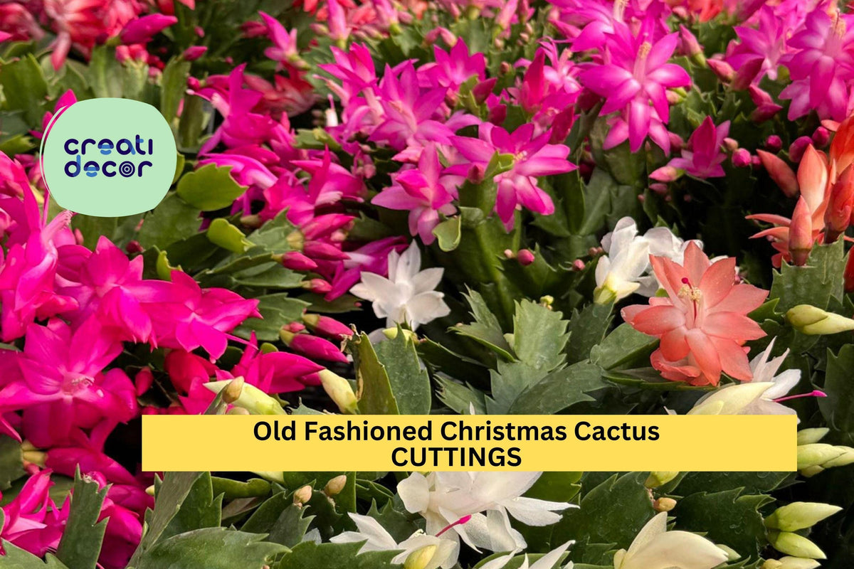Christmas Cactus Starter Plant - Miss Shimano - Schlumbergera Truncata - Well-Rooted Indoor Cactus for Holiday Decor
