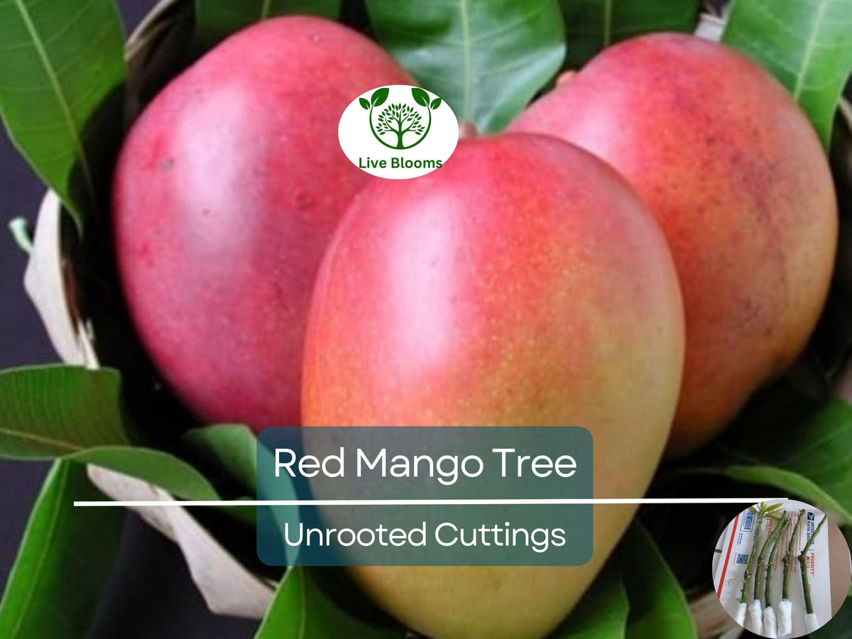 5 Red Mango Fruit Tree Scion Cuttings - Unrooted Mangifera indica for Grafting or Rooting, Sweet Tropical Fruit
