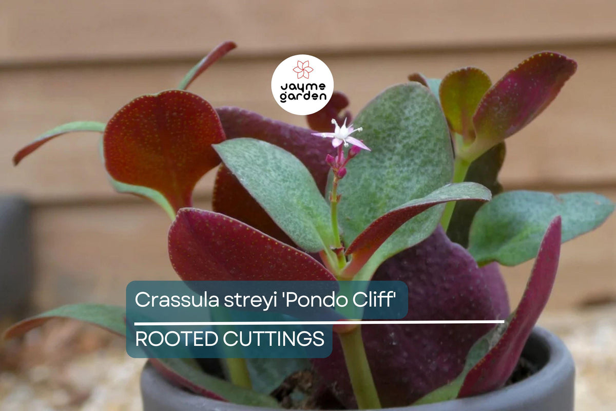 Christmas Cactus Starter Plant - Miss Shimano - Schlumbergera Truncata - Well-Rooted Indoor Cactus for Holiday Decor