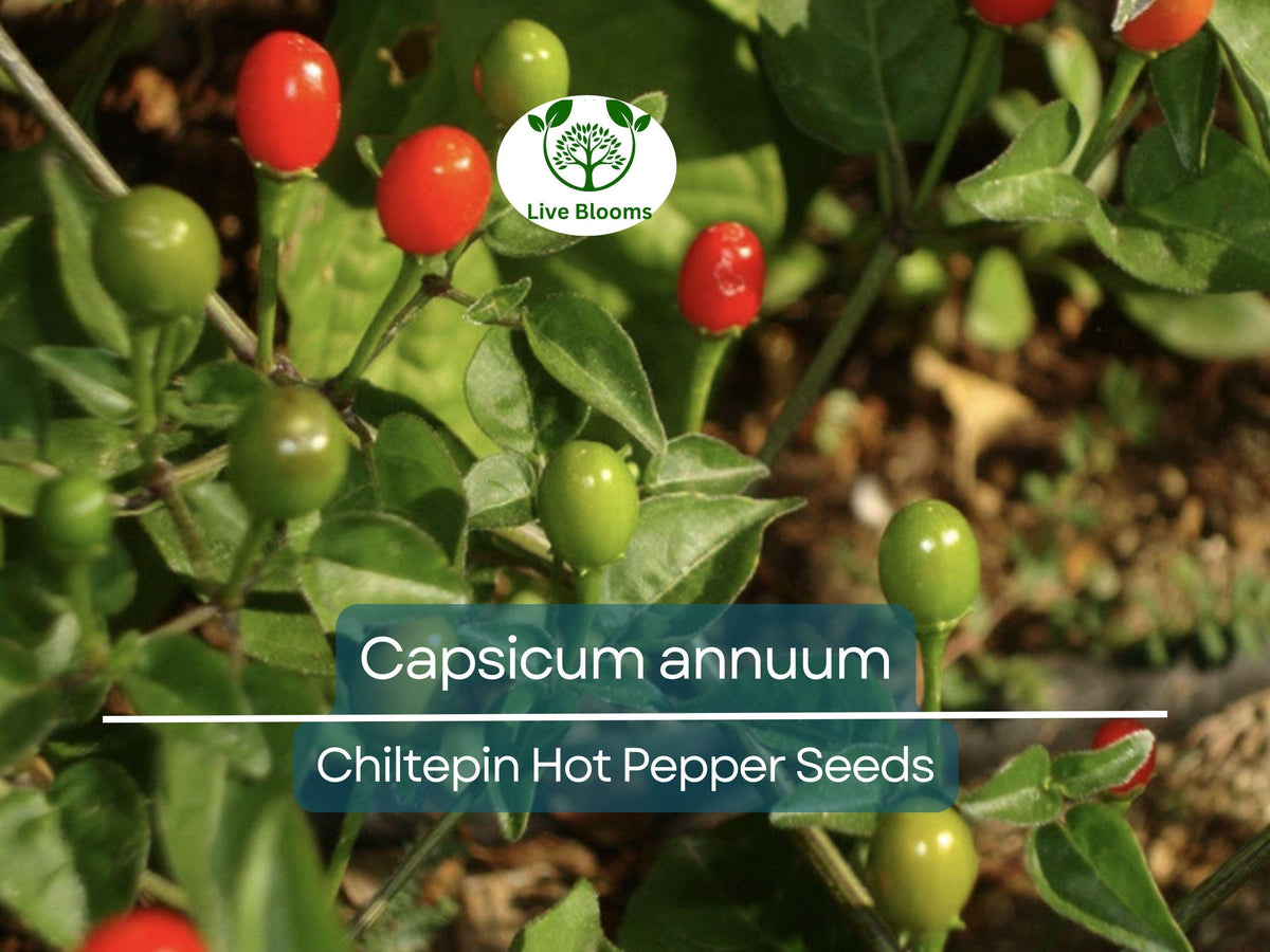 30 Seeds Chiltepin Hot Pepper – Capsicum annuum – Fiery Tiny Peppers for Planting, Ideal for Salsas & Hot Sauces