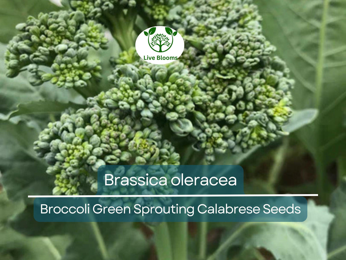 300 Seeds Broccoli Green Sprouting Calabrese - Brassica oleracea Heirloom for Planting, Gardening & Nutritious Harvests