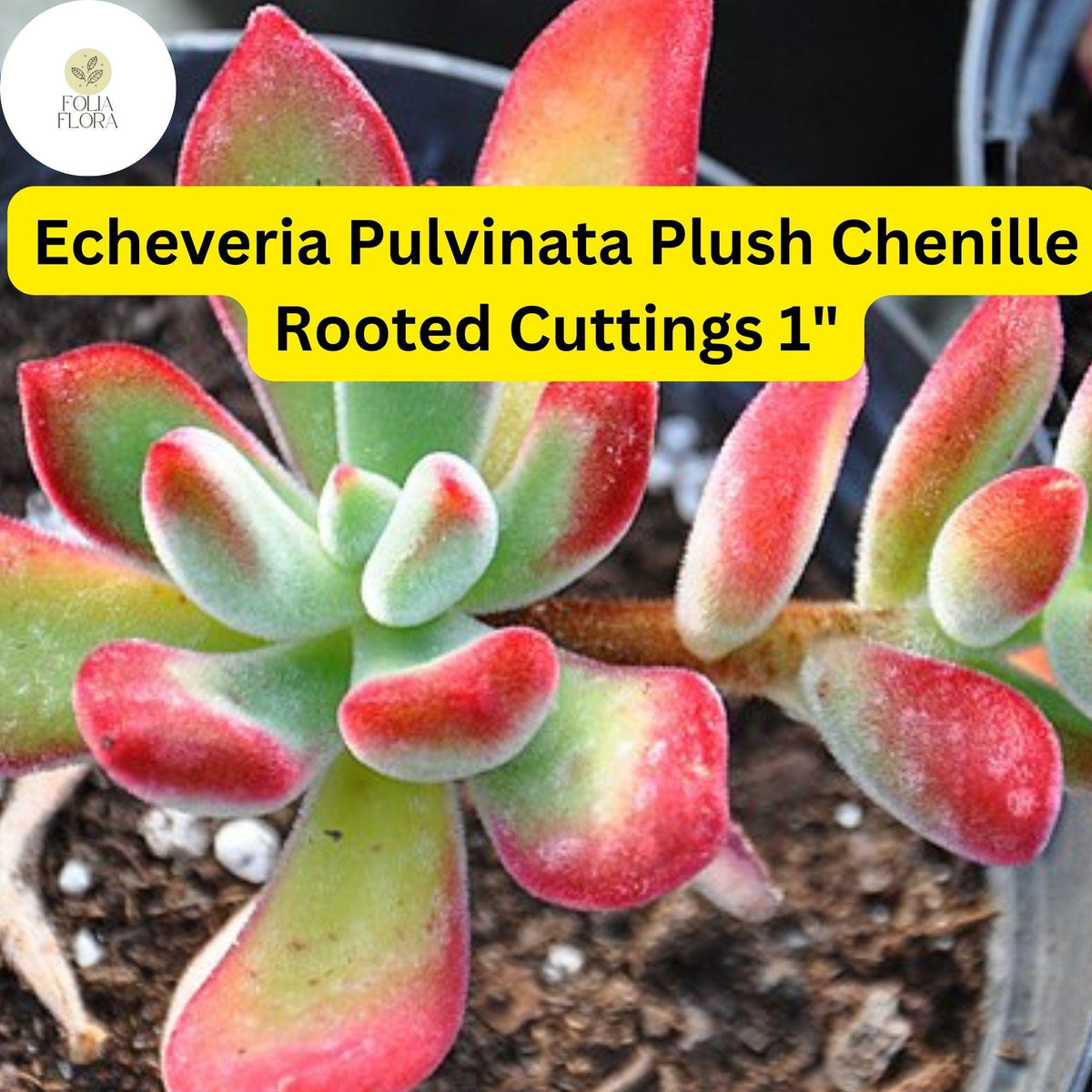Christmas Cactus Starter Plant - Miss Shimano - Schlumbergera Truncata - Well-Rooted Indoor Cactus for Holiday Decor
