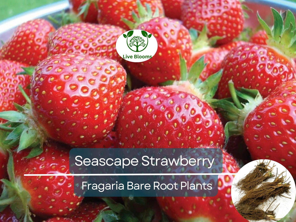 12 Bare Root Seascape Strawberry Plants - Everbearing Fragaria × ananassa, Non-GMO, Cold Hardy, Sweet Fruit for Gardens & Containers