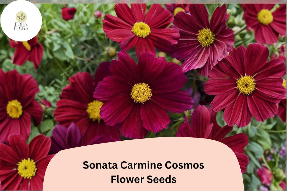 Christmas Cactus Starter Plant - Miss Shimano - Schlumbergera Truncata - Well-Rooted Indoor Cactus for Holiday Decor