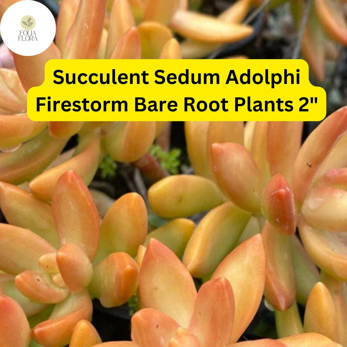 Christmas Cactus Starter Plant - Miss Shimano - Schlumbergera Truncata - Well-Rooted Indoor Cactus for Holiday Decor