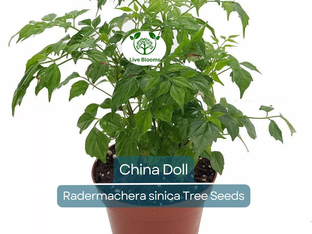 15 Radermachera sinica Seeds | China Doll Tree | Exotic Indoor Bonsai Plant | Non-GMO Indoor Houseplant