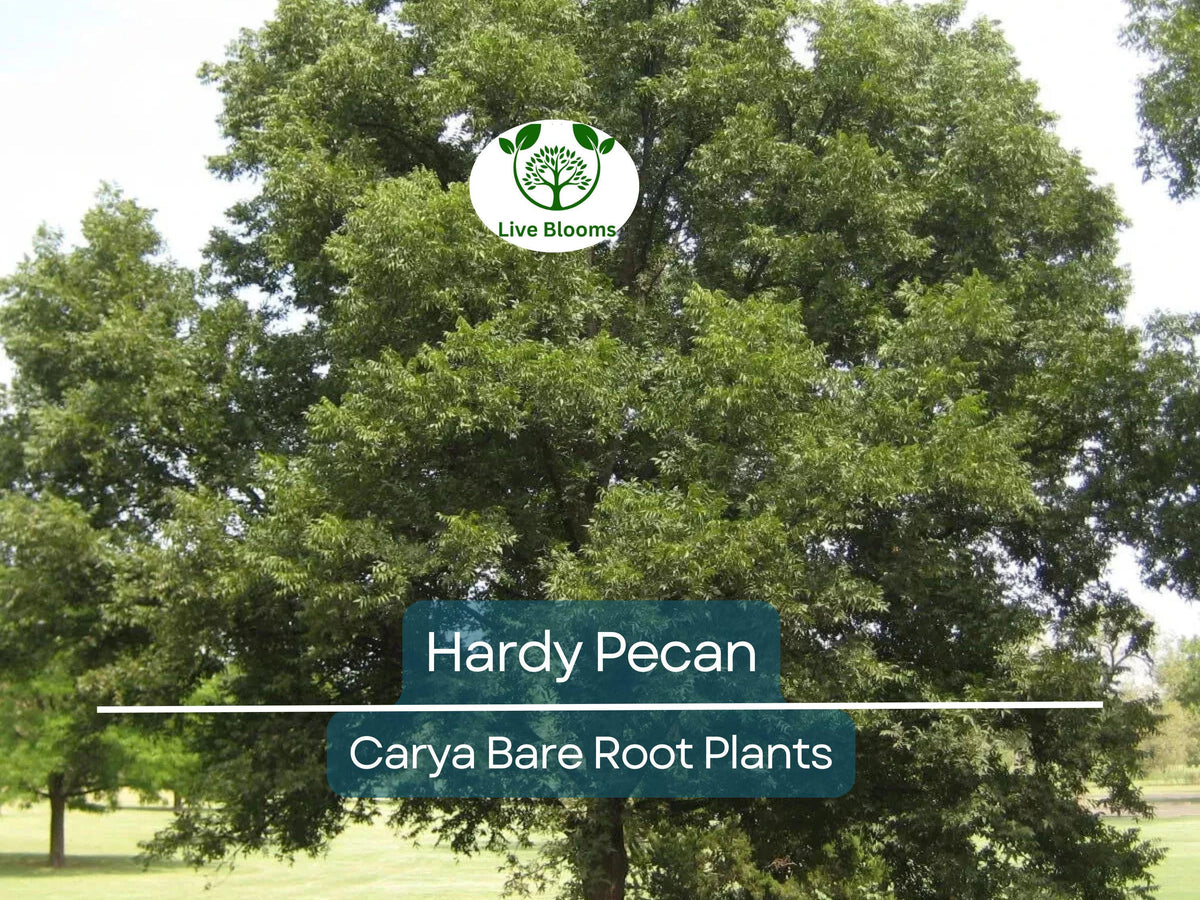 Cherry Tree Bonsai Seeds - 20 Count - Ornamental Cherry (Prunus serrulata) - Ideal for Gardening and Indoor Cultivation