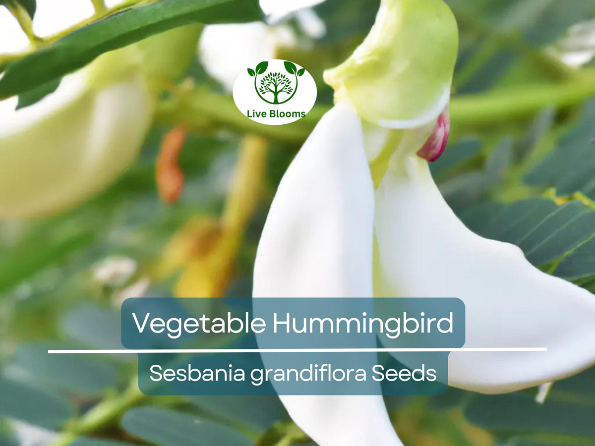 20 Vegetable Hummingbird Tree Seeds - Agati Flower - Edible, Fast-Growing, Ornamental - Sesbania grandiflora, Pollinator-Friendly