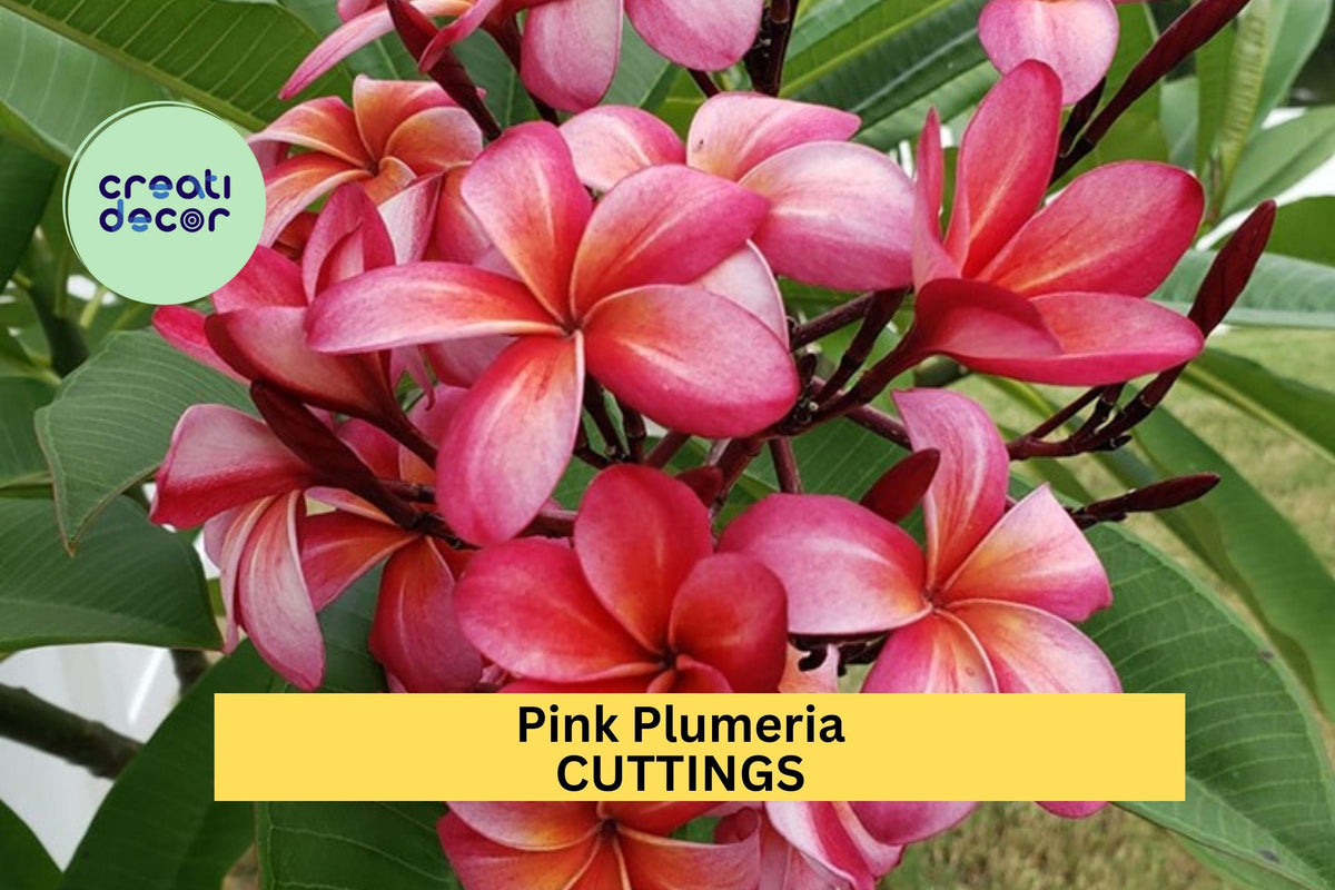 Christmas Cactus Starter Plant - Miss Shimano - Schlumbergera Truncata - Well-Rooted Indoor Cactus for Holiday Decor