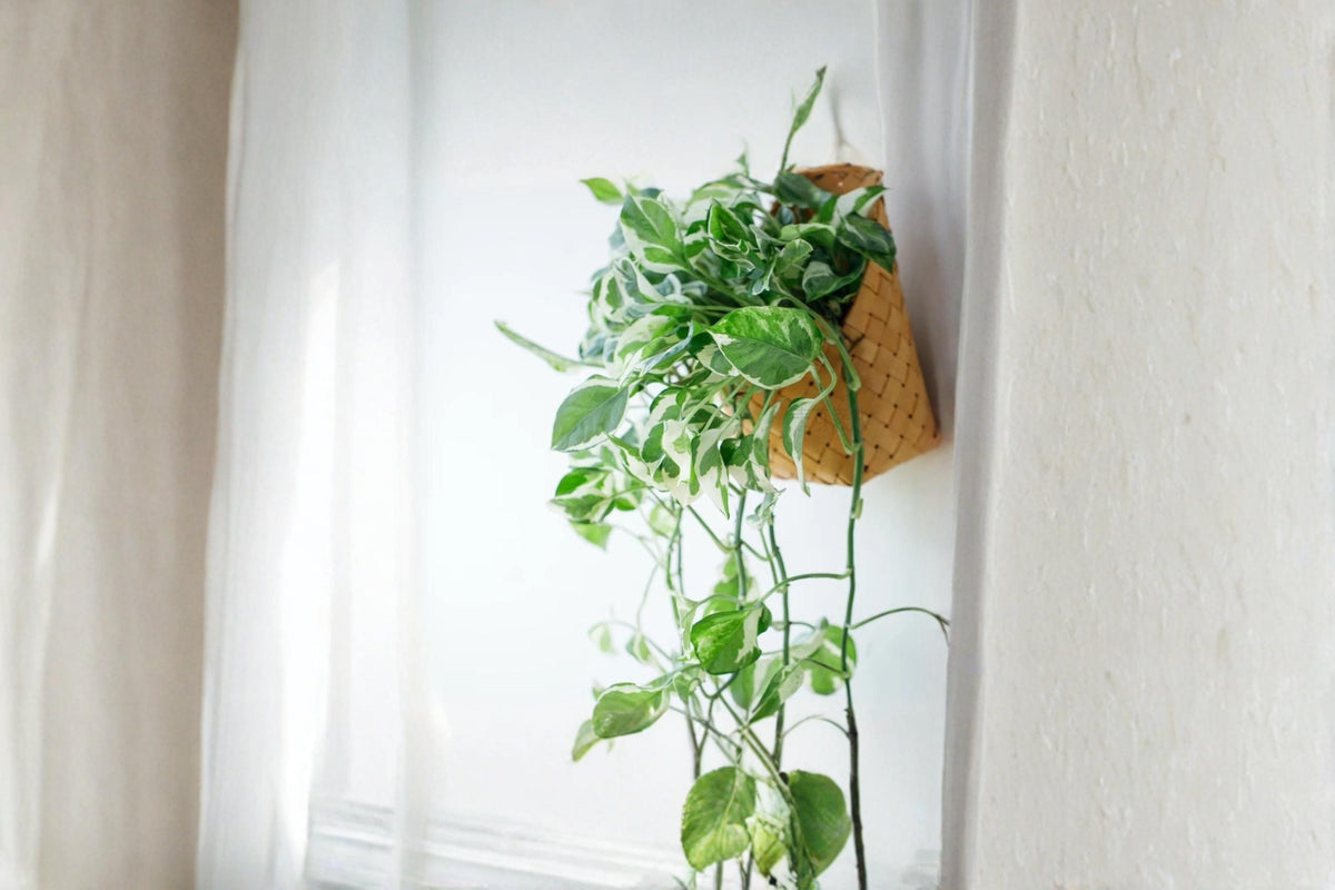 Christmas Cactus Starter Plant - Miss Shimano - Schlumbergera Truncata - Well-Rooted Indoor Cactus for Holiday Decor