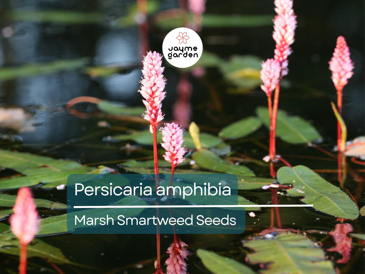 Christmas Cactus Starter Plant - Miss Shimano - Schlumbergera Truncata - Well-Rooted Indoor Cactus for Holiday Decor