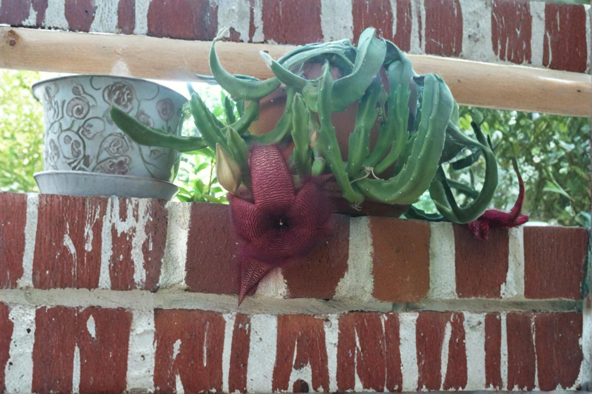 Christmas Cactus Starter Plant - Miss Shimano - Schlumbergera Truncata - Well-Rooted Indoor Cactus for Holiday Decor
