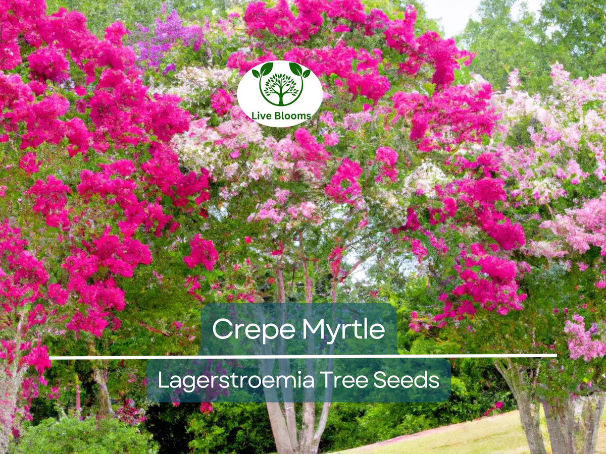 100 Crepe Myrtle Flower Tree Seeds - 6 Colors, Lagerstroemia, Hardy Ornamental Tree for Colorful Summer Blooms, Easy to Grow