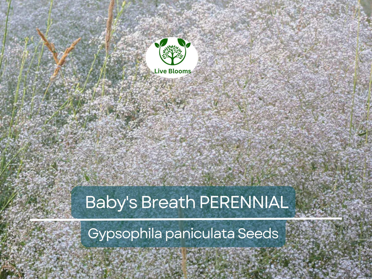 Pink Mountain Laurel Live Plant | 1 Ft+ Bare Root Evergreen Shrub | Kalmia latifolia | Flowering Shade Plant for Gardens