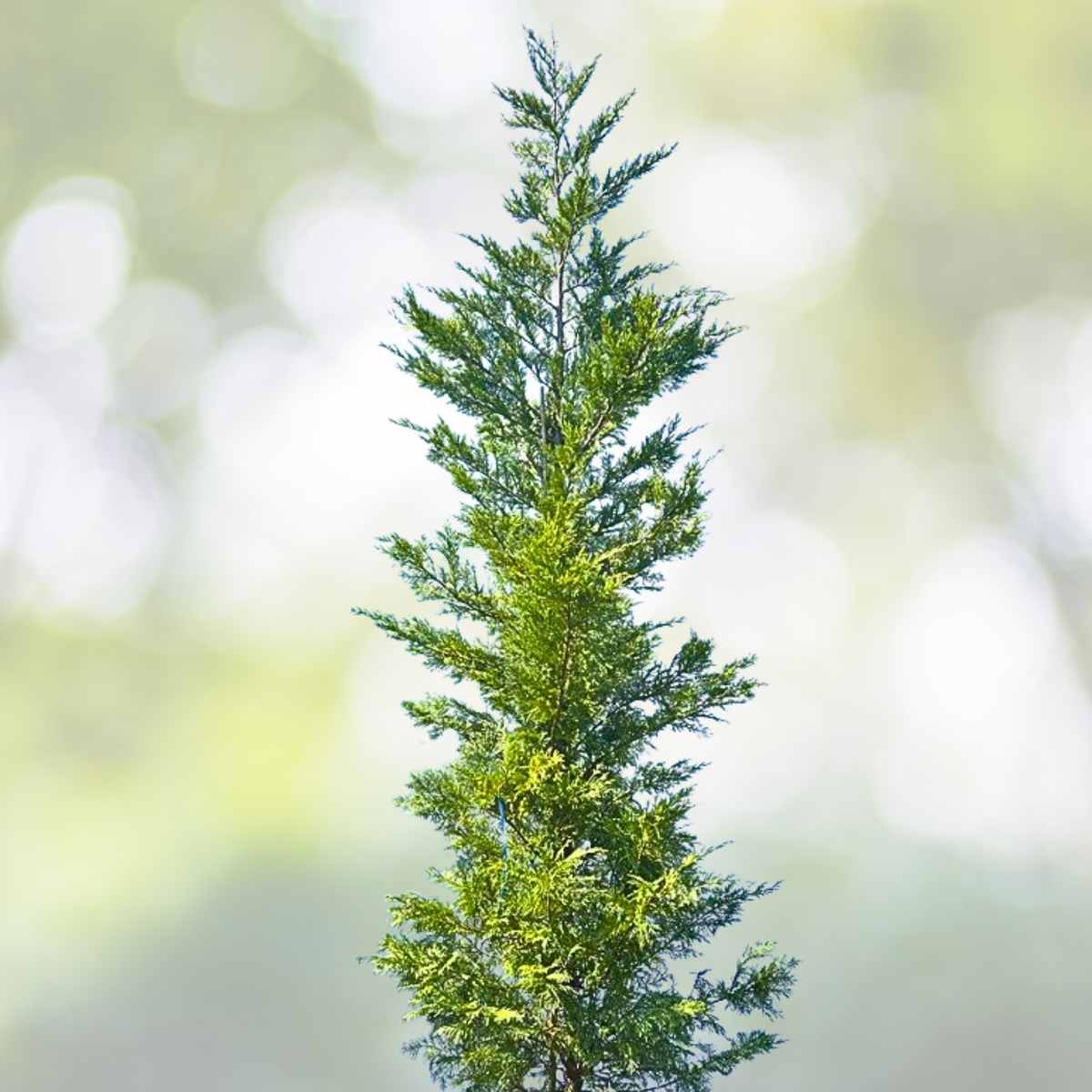 Leyland Cypress Starter Plant - 12-16 Inch - Cupressocyparis leylandii - Fast-Growing Evergreen Hedges