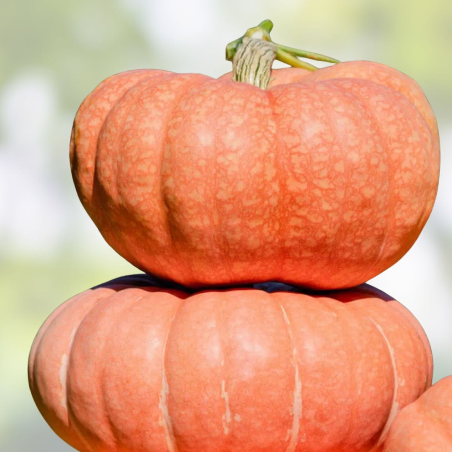 Organic Summer Sky Pumpkin Seeds 10 Pack Heirloom Non-GMO USA Grown Pumpkin Seeds