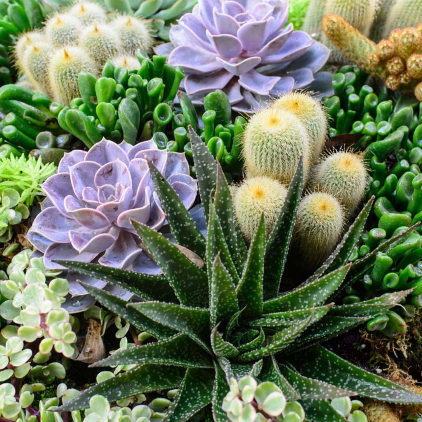 Succulent Leaves for Propagation - 4 Varieties - Ideal for Planting & Growing - Perfect for DIY Projects