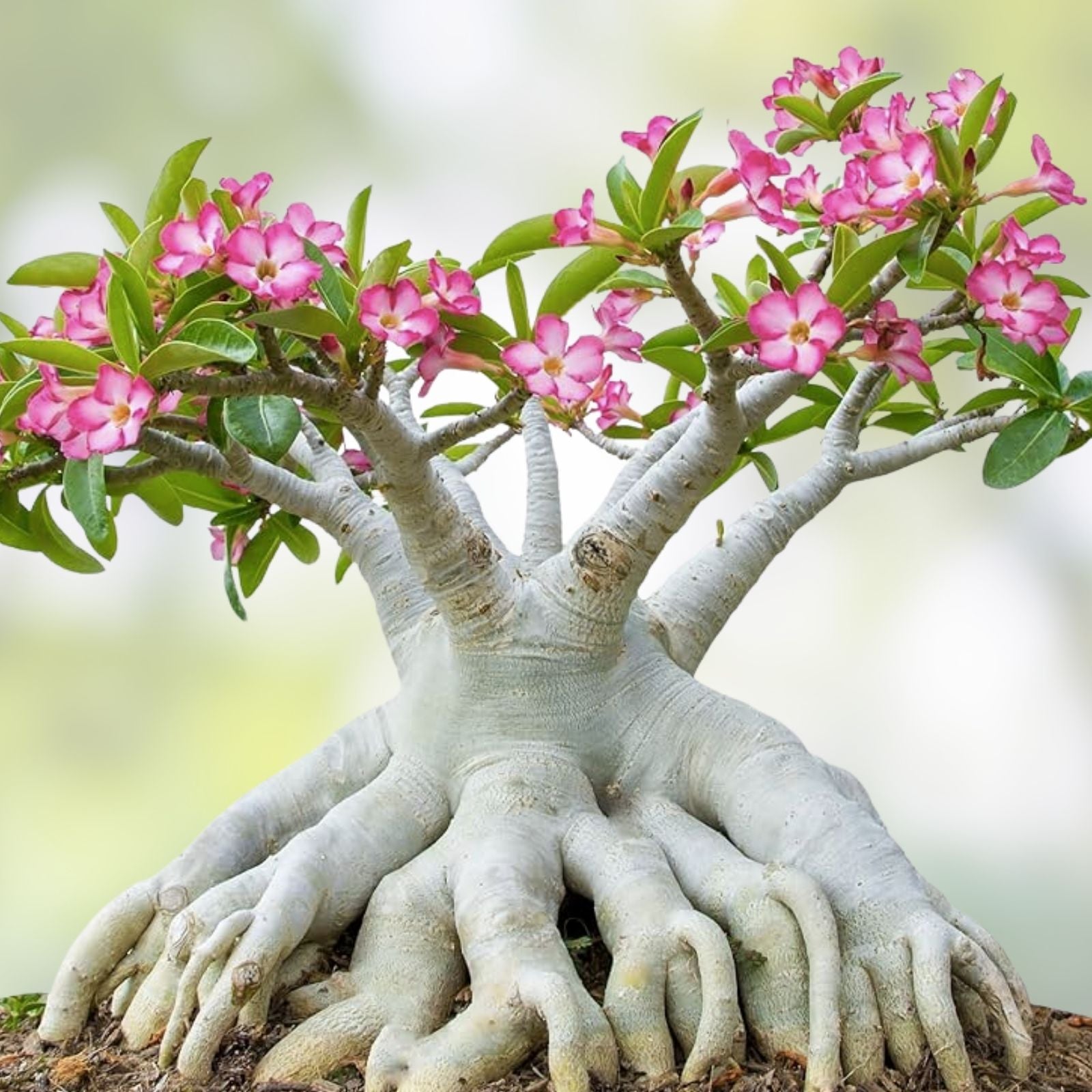 Desert Rose Seeds - Mixed Color, Easy to Grow Adenium Obesum, Exotic Bonsai Plant, Succulent Seeds for Gardening