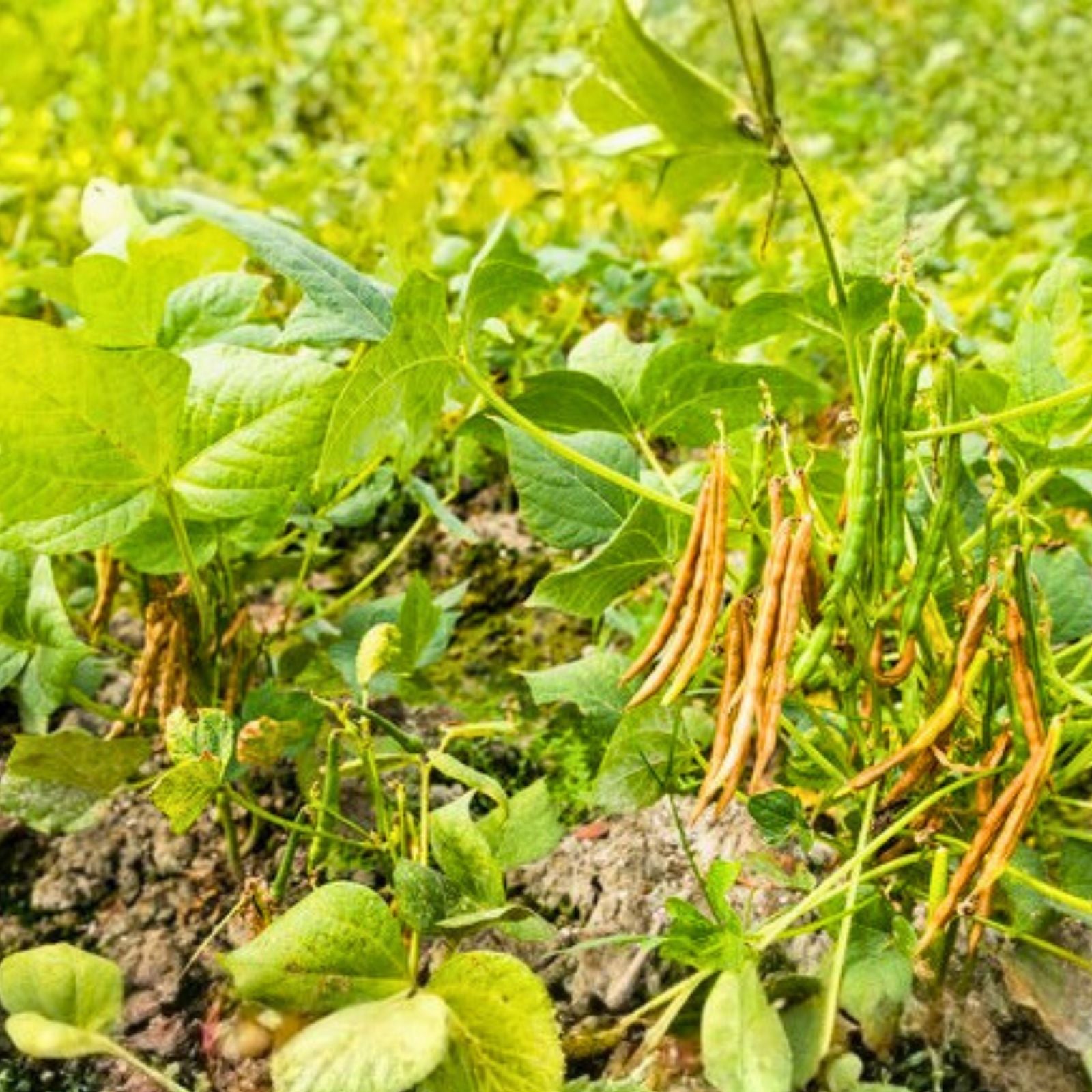 Non-GMO Adzuki Bean Seeds for Microgreens, Organic Sprouting Seeds, Vigna angularis, Edible Bean Seeds for Gardening