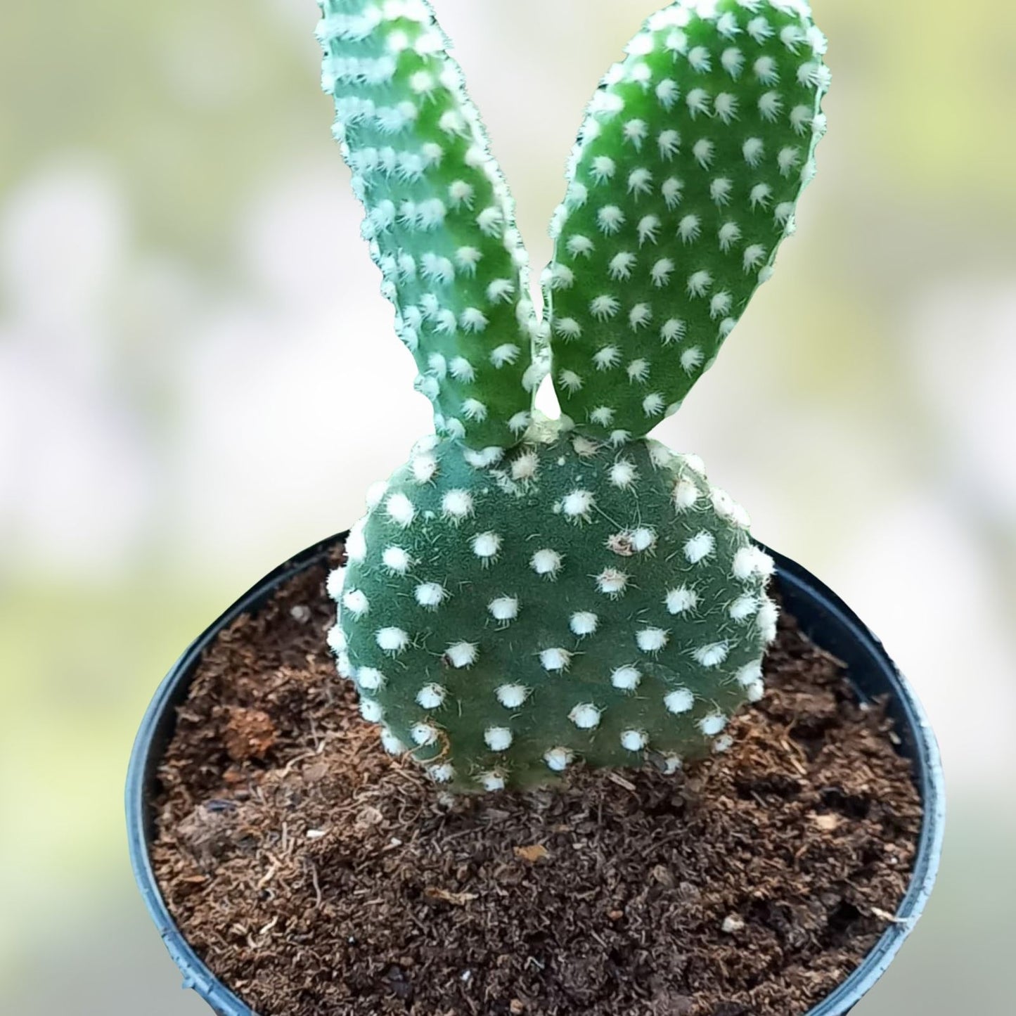 Bunny Ears Cactus Plant - 2 Five Inch Growth Pads - Opuntia Microdasys Indoor Outdoor Succulent