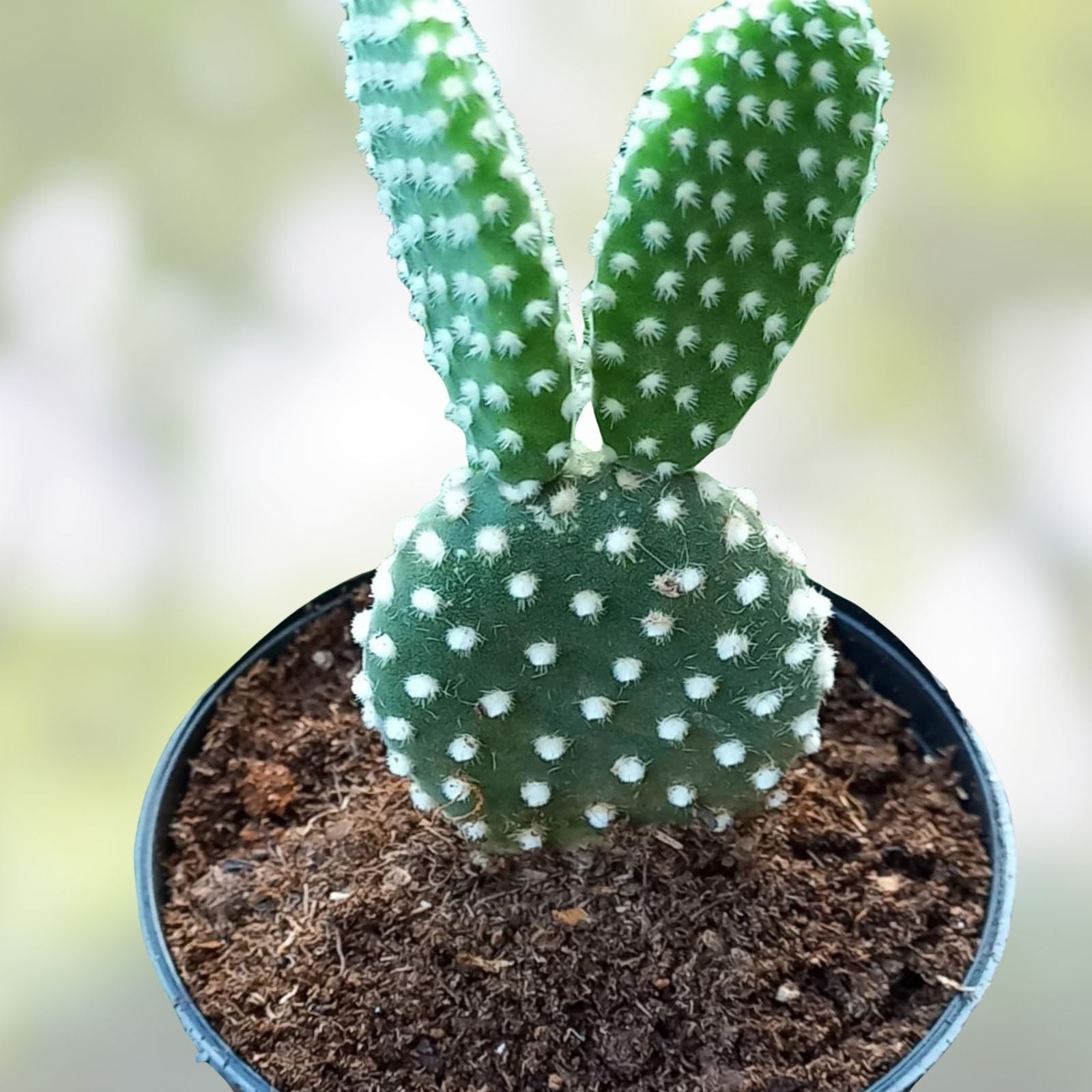 Bunny Ears Cactus Plant - 2 Five Inch Growth Pads - Opuntia Microdasys Indoor Outdoor Succulent
