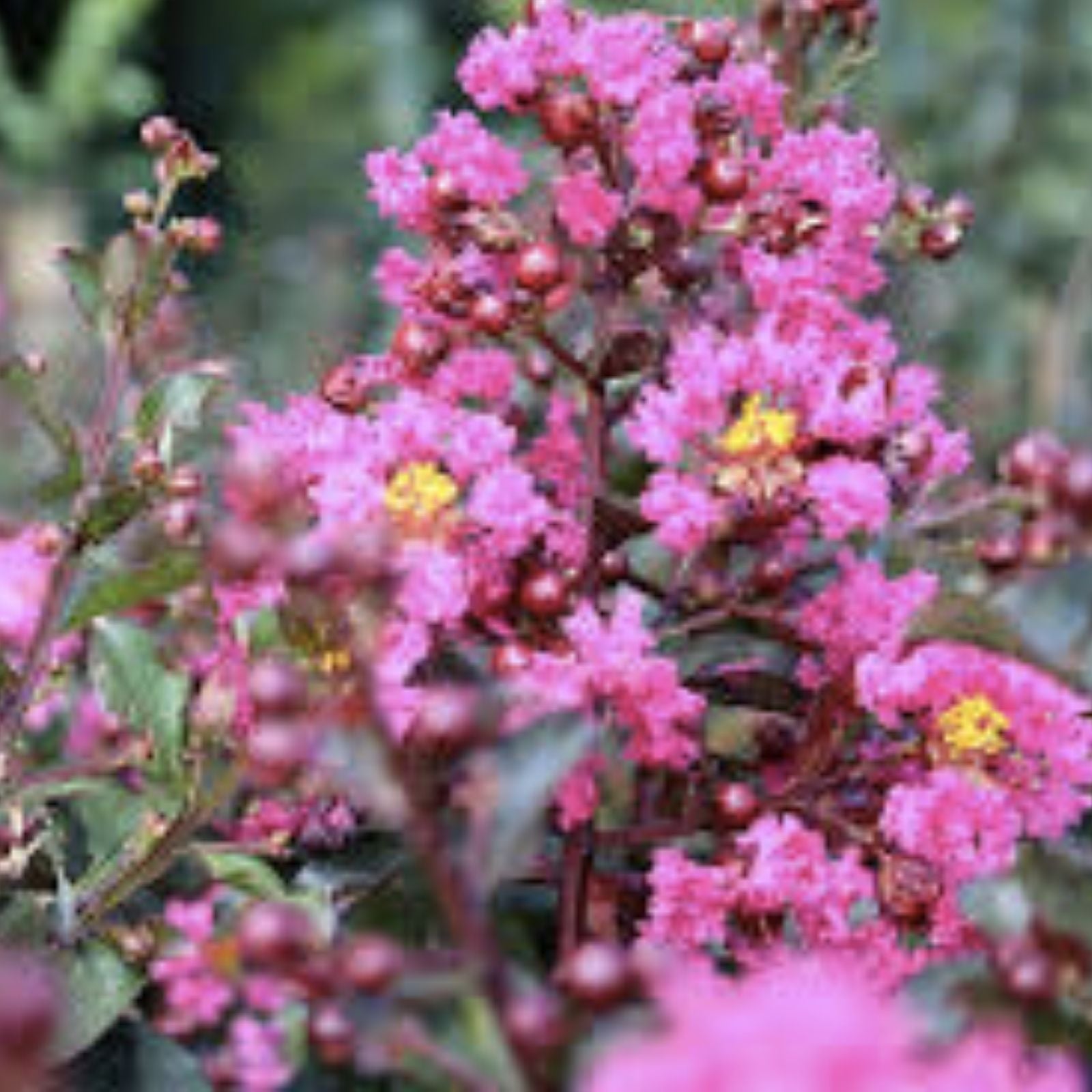 Pink Velour Crape Myrtle Cuttings - Lagerstroemia indica Live Plant Propagation Material, No Roots