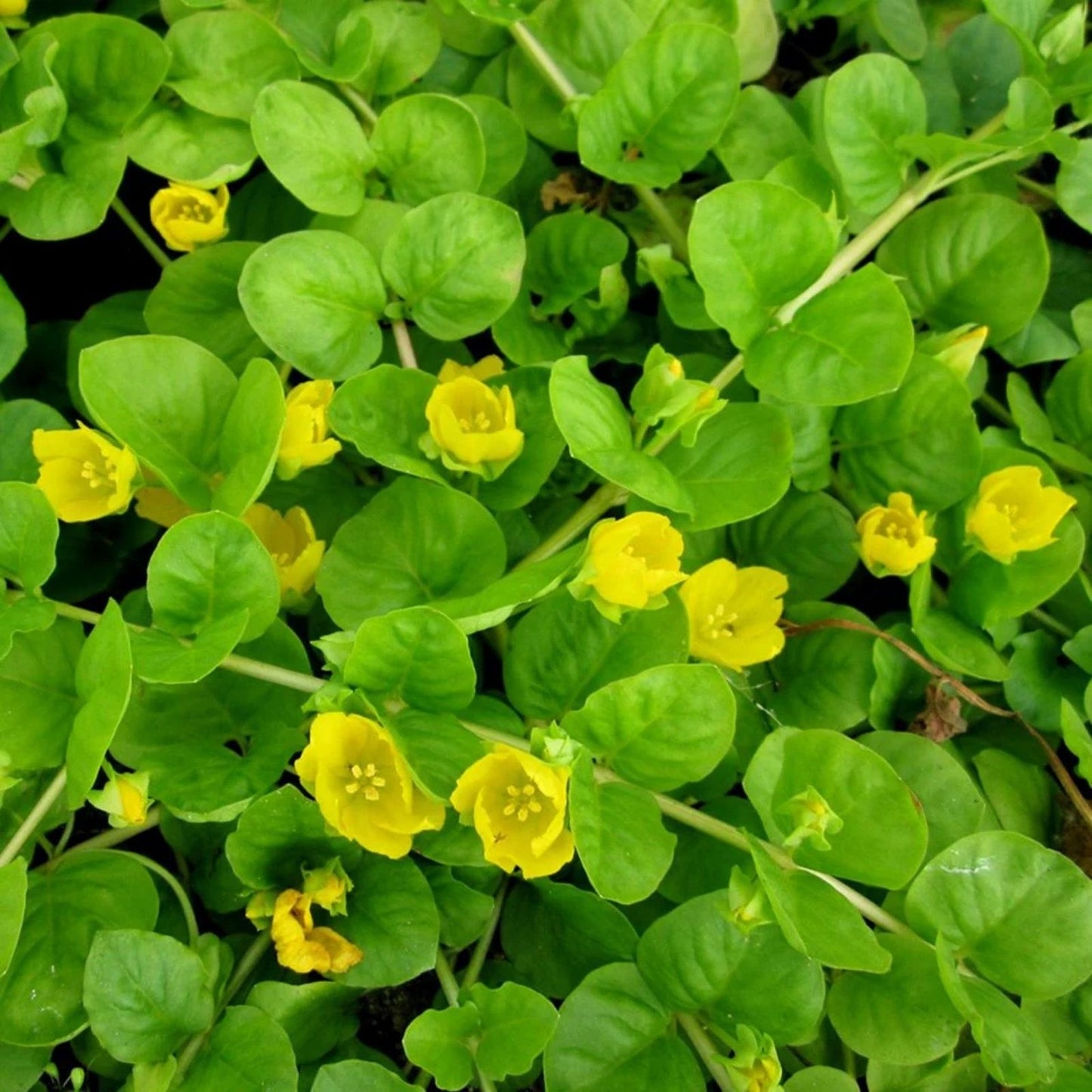 Creeping Jenny Rooted Cuttings 10 Pack - Marsh Pond Bog Groundcover Lysimachia nummularia