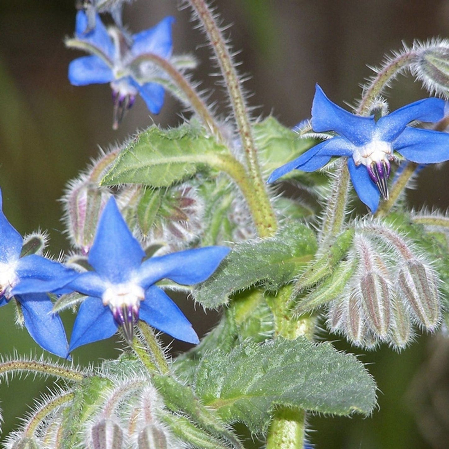 Borage Seeds 200 Count - Star Flower Wildflower Seeds - Open Pollinated Non-GMO Borago officinalis Planting Seeds