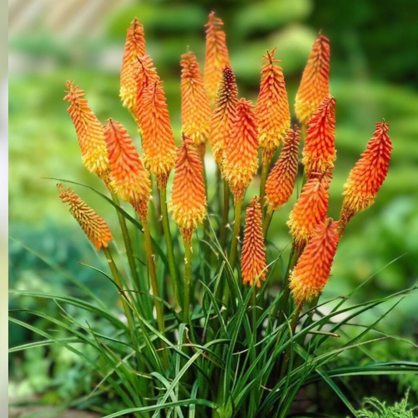 Red Hot Poker Flower Seeds - 100+ Vibrant Red Blooms - Kniphofia uvaria - Perennial Garden Flower Seeds