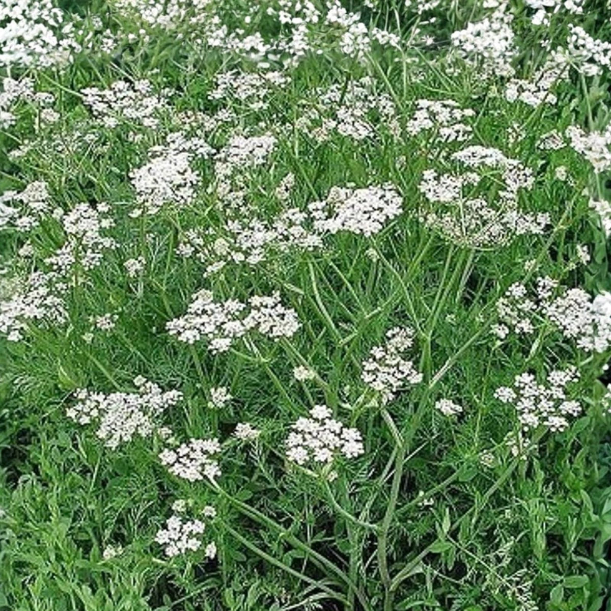 Caraway Herb Seeds 20+ for Planting, Organic Culinary Seeds, Carum carvi, Gardening and Cooking Supplies