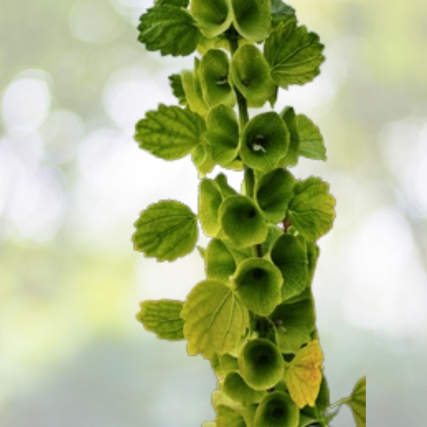 Bells of Ireland Seeds | NON-GMO Heirloom Vegetable Seeds | Moluccella laevis