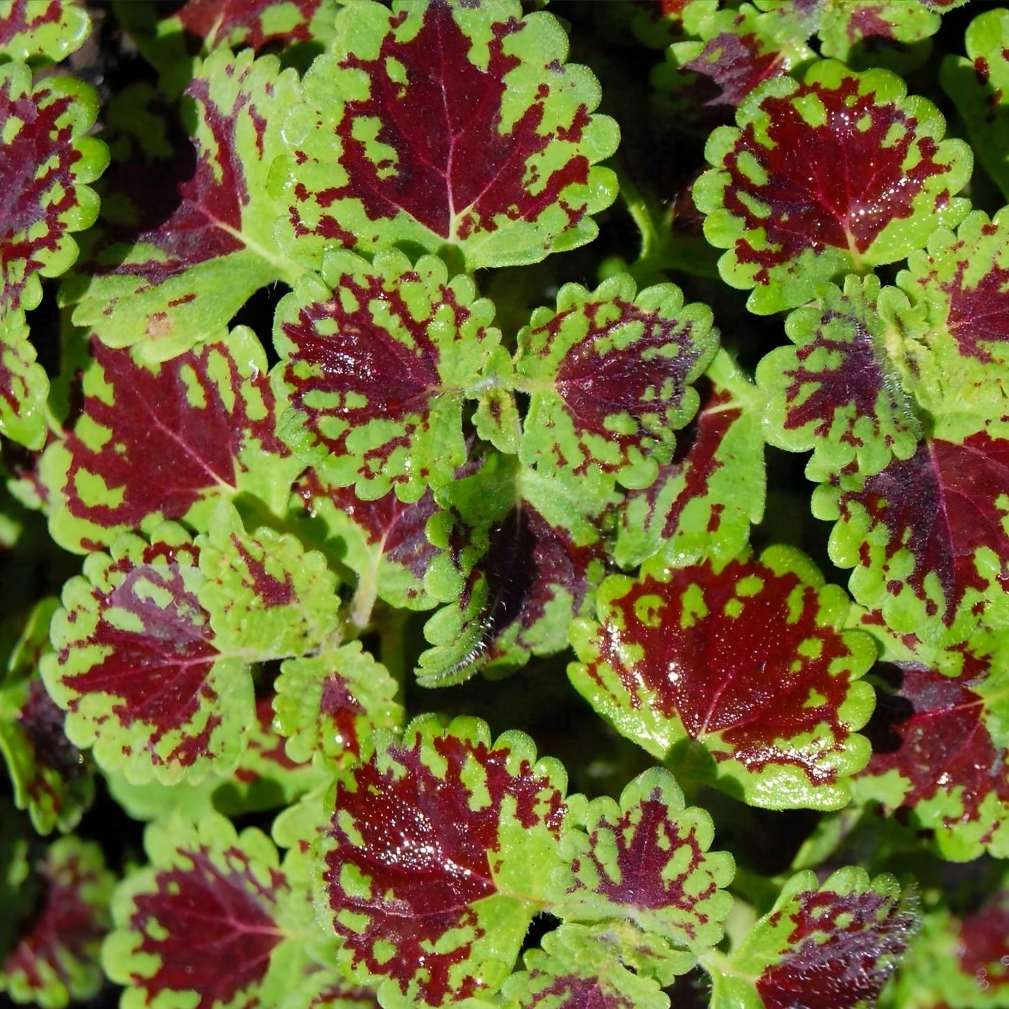 Coleus Starter Plant - Indian Summer - Vibrant Ornamental Foliage - Live Rooted - Indoor and Outdoor Gardening