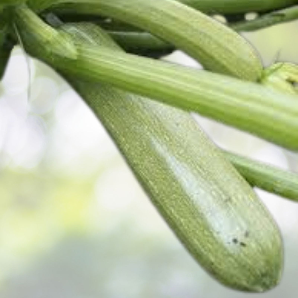 Italian Genovese Squash Seeds | NON-GMO Heirloom | Vegetable Gardening | Cucurbita pepo