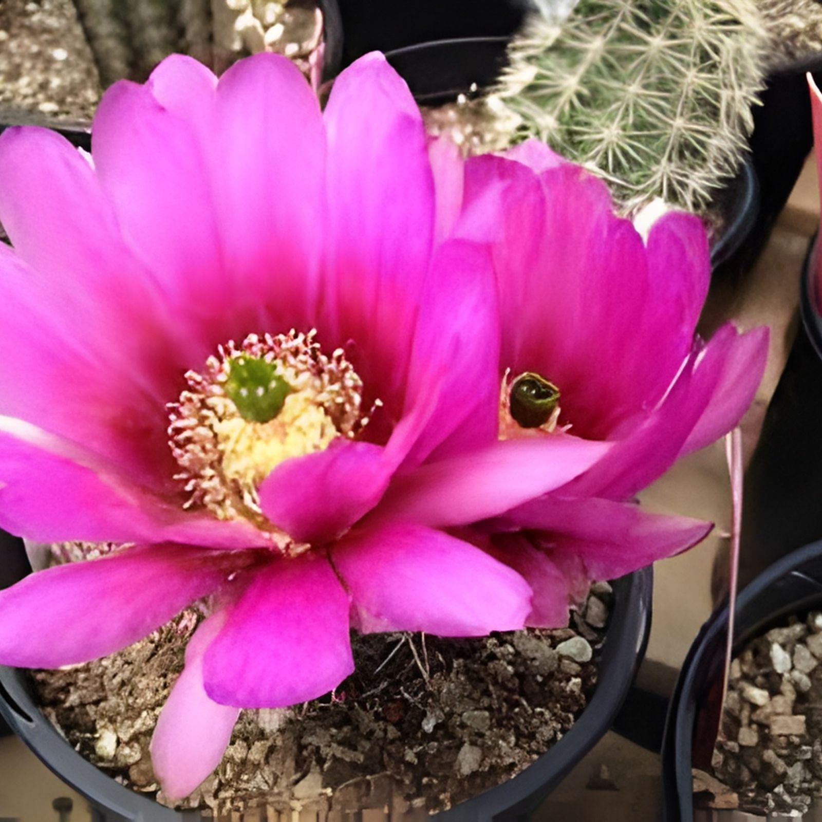 Echinopsis 'Gary Brandfeller' Hybrid 5" Lavender Cactus with Pup – Unique Succulent Plant for Home Decor