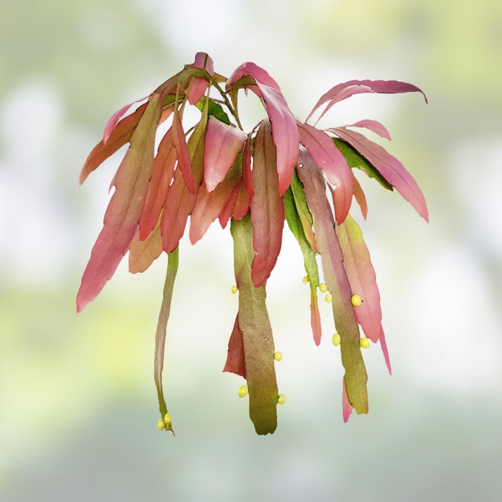 Rhipsalis Ramulosa Red Cuttings - Pseudorhipsalis Mistletoe Cactus - 6 Healthy Plant Clippings - Kimnachia