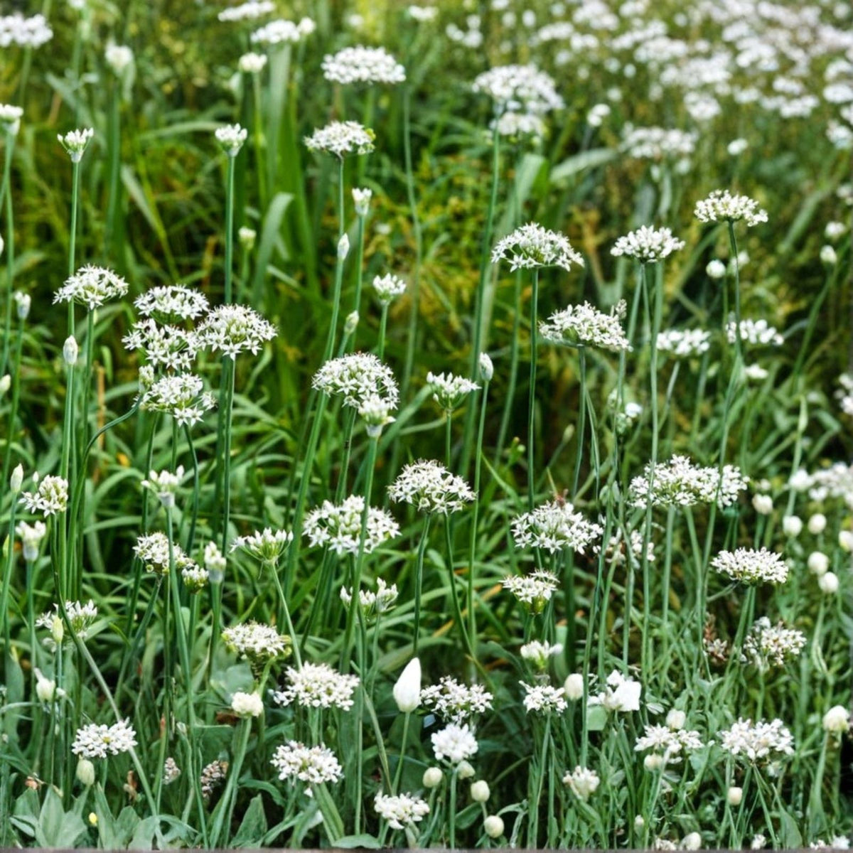 Garlic Chives Seeds 12oz for Microgreens Allium tuberosum, Edible Herb, Culinary Garnish, Organic Planting Seeds