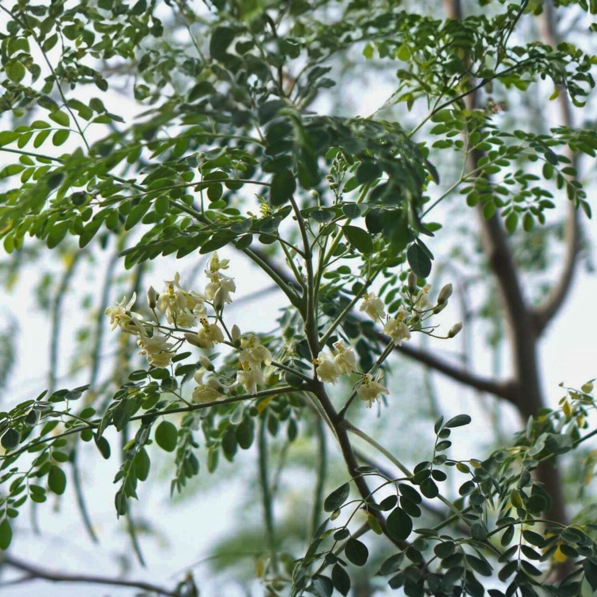 Moringa Cuttings - 8 Drumstick Tree Propagules - Moringa oleifera Organic Plant Starter for Gardening and Farming