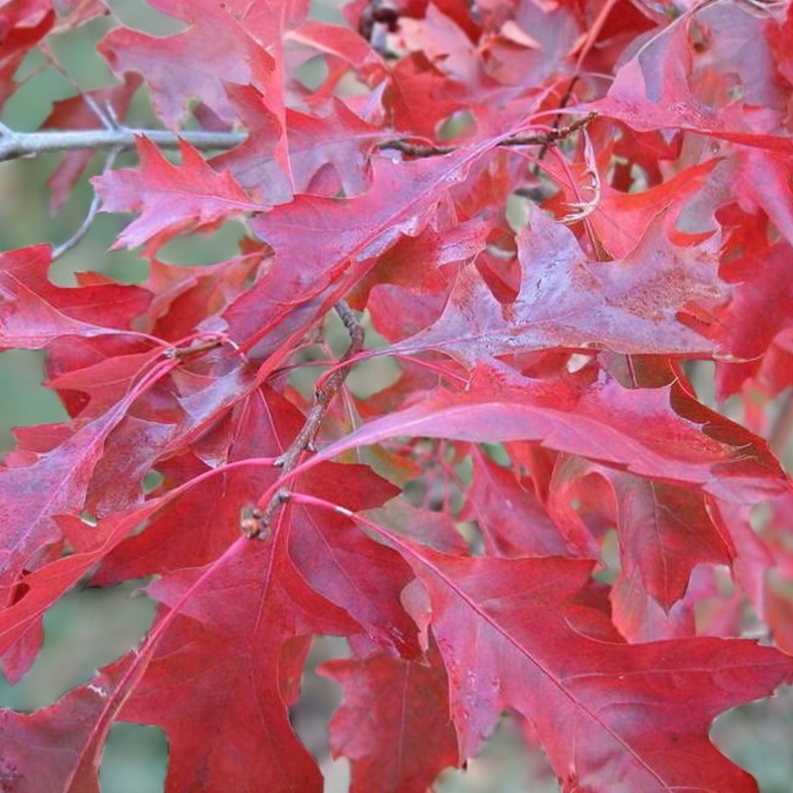Scarlet Oak Tree Seeds | Premium Quality Quercus coccinea for Planting & Landscaping
