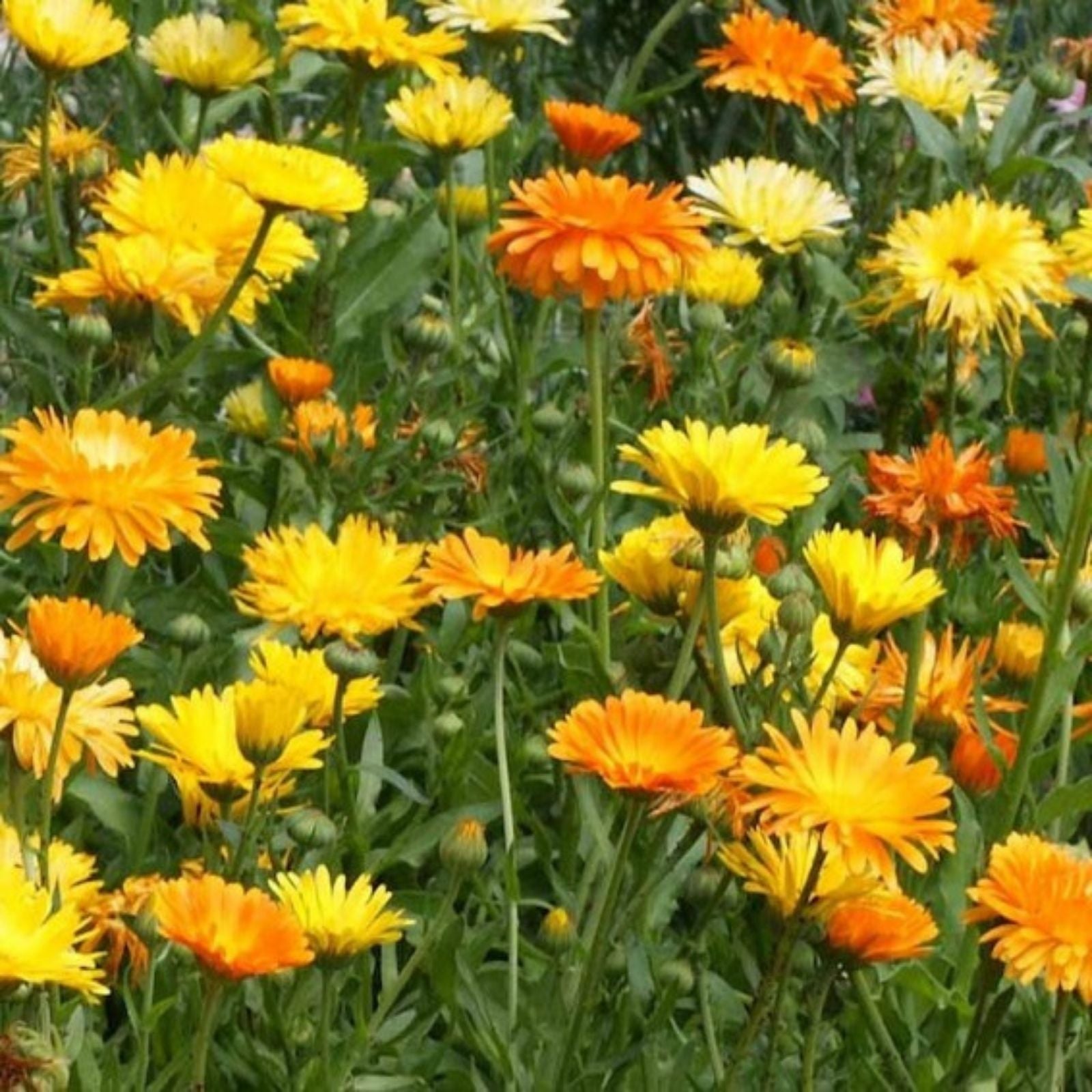 Calendula Seeds 500+ Pack Vivid Golden Blooms Calendula officinalis Flower Seeds for Garden, Landscaping, and Pollinator Gardens
