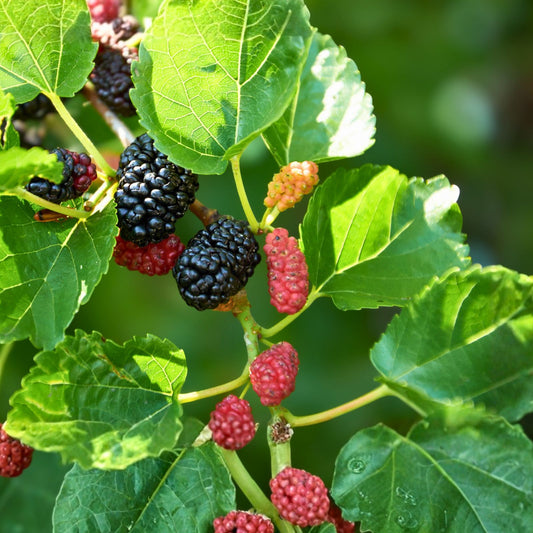 Everbearing Mulberry Tree 1 Gallon - Morus alba, Tasty Fruit, Hardy Plant for Home Gardens, Edible Landscaping