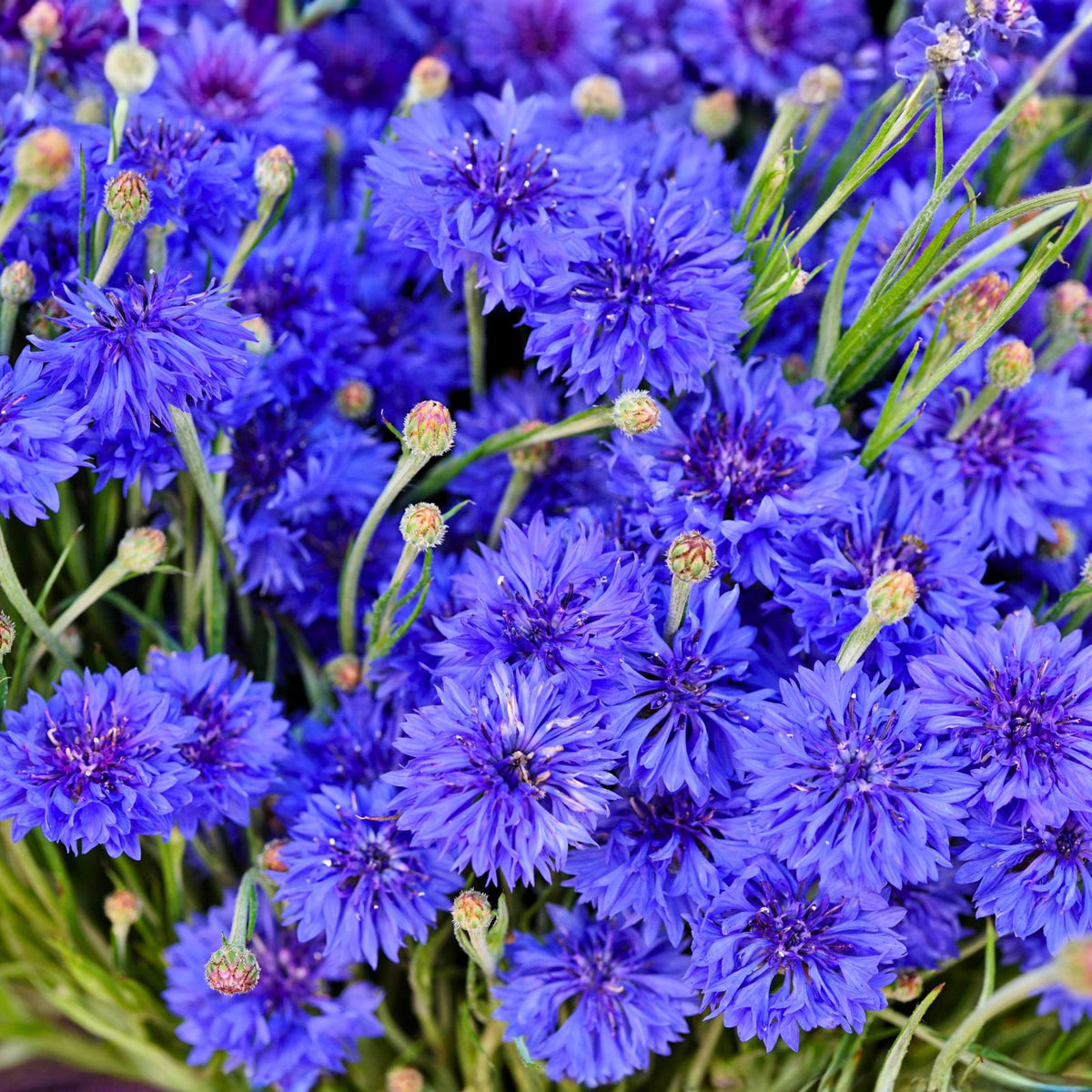 Bachelor Button Seeds 50 Count Tall Blue Centaurea cyanus Bright Garden Blooms Planting
